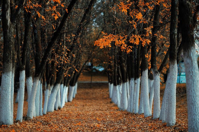 осень Осени почётный караулphoto preview