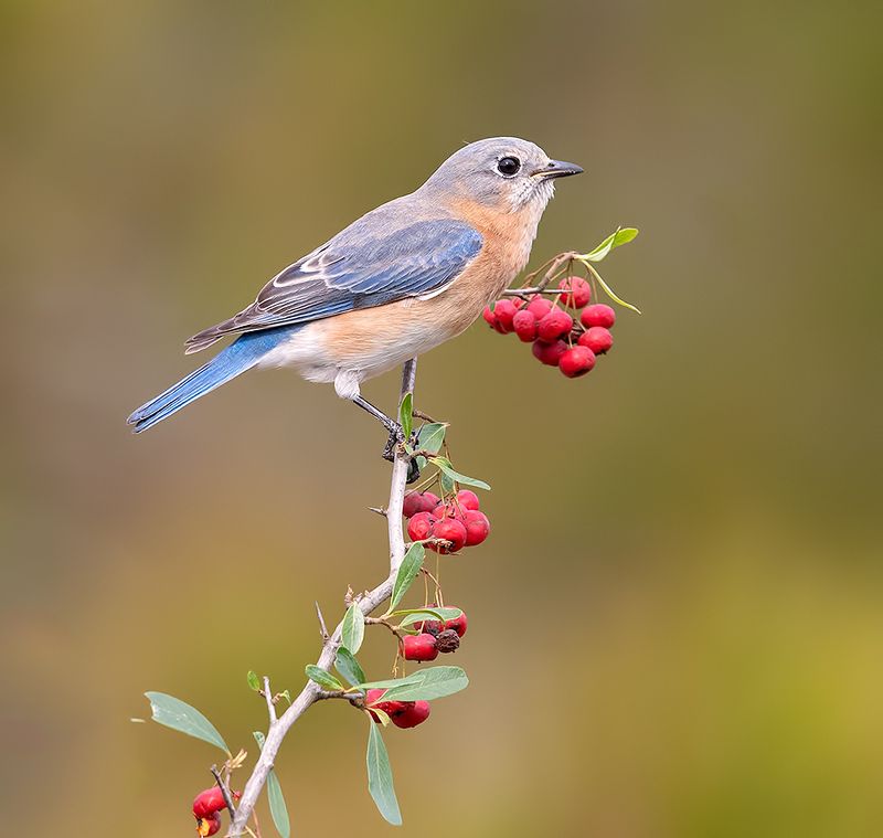 восточная сиалия, eastern bluebird,bluebird Eastern Bluebird female - Восточная сиалия (самка)photo preview