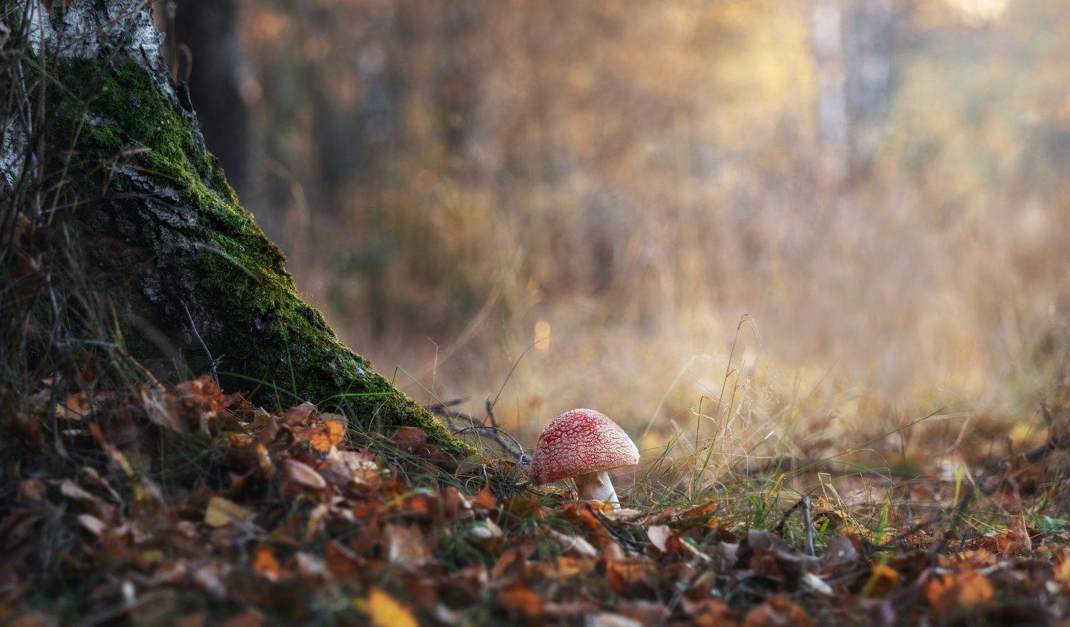 Мухоморные истории. Автор: Мозжухин Максим , Мозжухин Максим