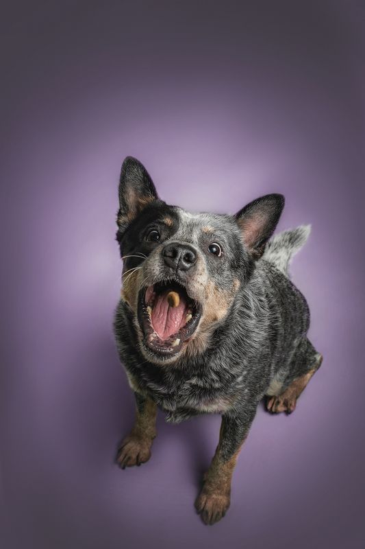 Австралийский хилерphoto preview