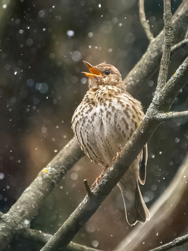 дрозд,певчий дрозд,снег,thrush,song thrush,snow,Turdus philomelos, Певчий дрозд фото превью