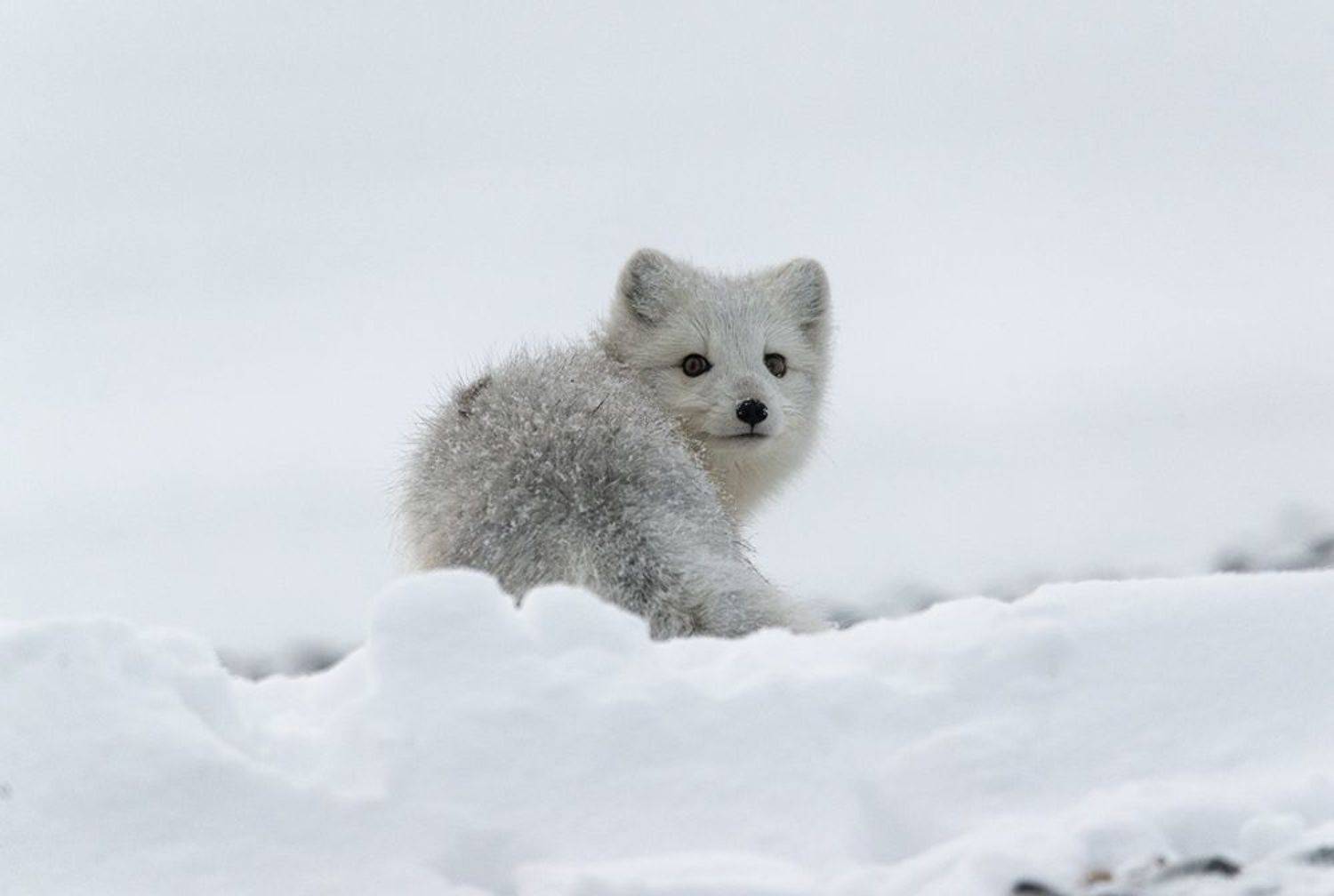 чукотка арктика осень песец белый, Максим Деминов