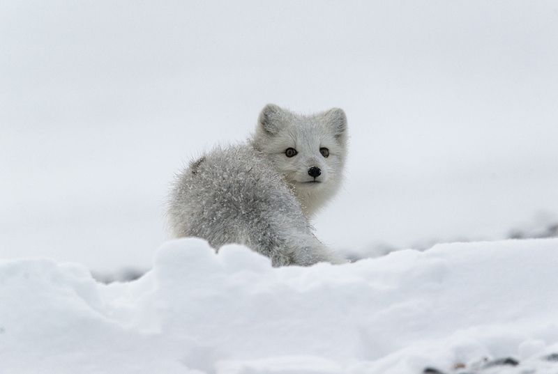 чукотка арктика осень песец белый У страха глаза велики....photo preview