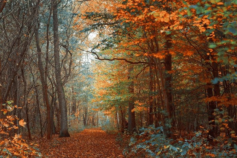 Lublinekphoto preview