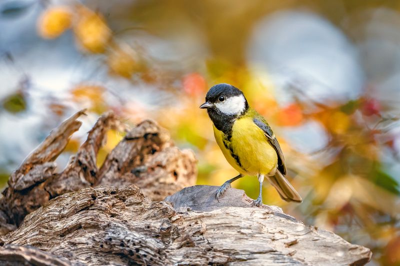 wildlife, animal, bird, autumn Great titphoto preview