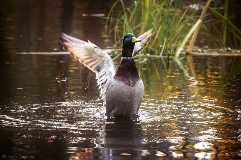 утка, кряква, селезень, осень, пруд, пейзаж К полету готов!photo preview