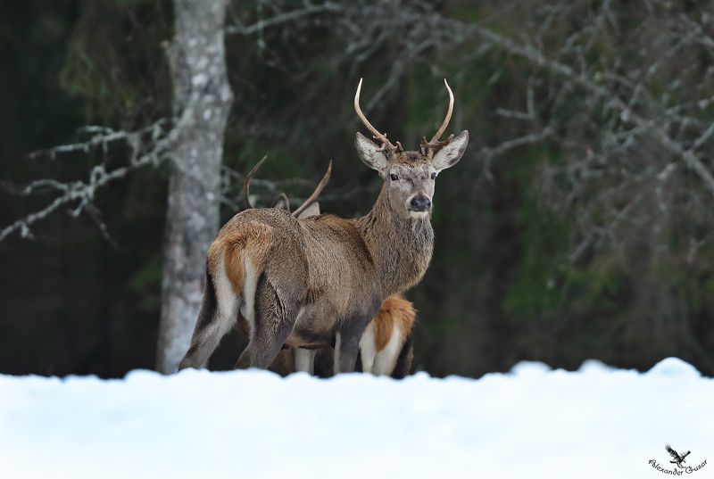 Олень.photo preview