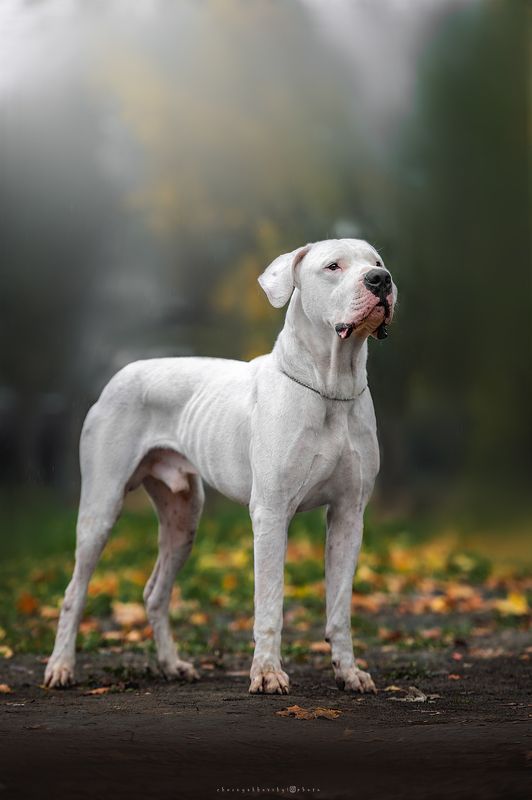 собаки Белыйphoto preview