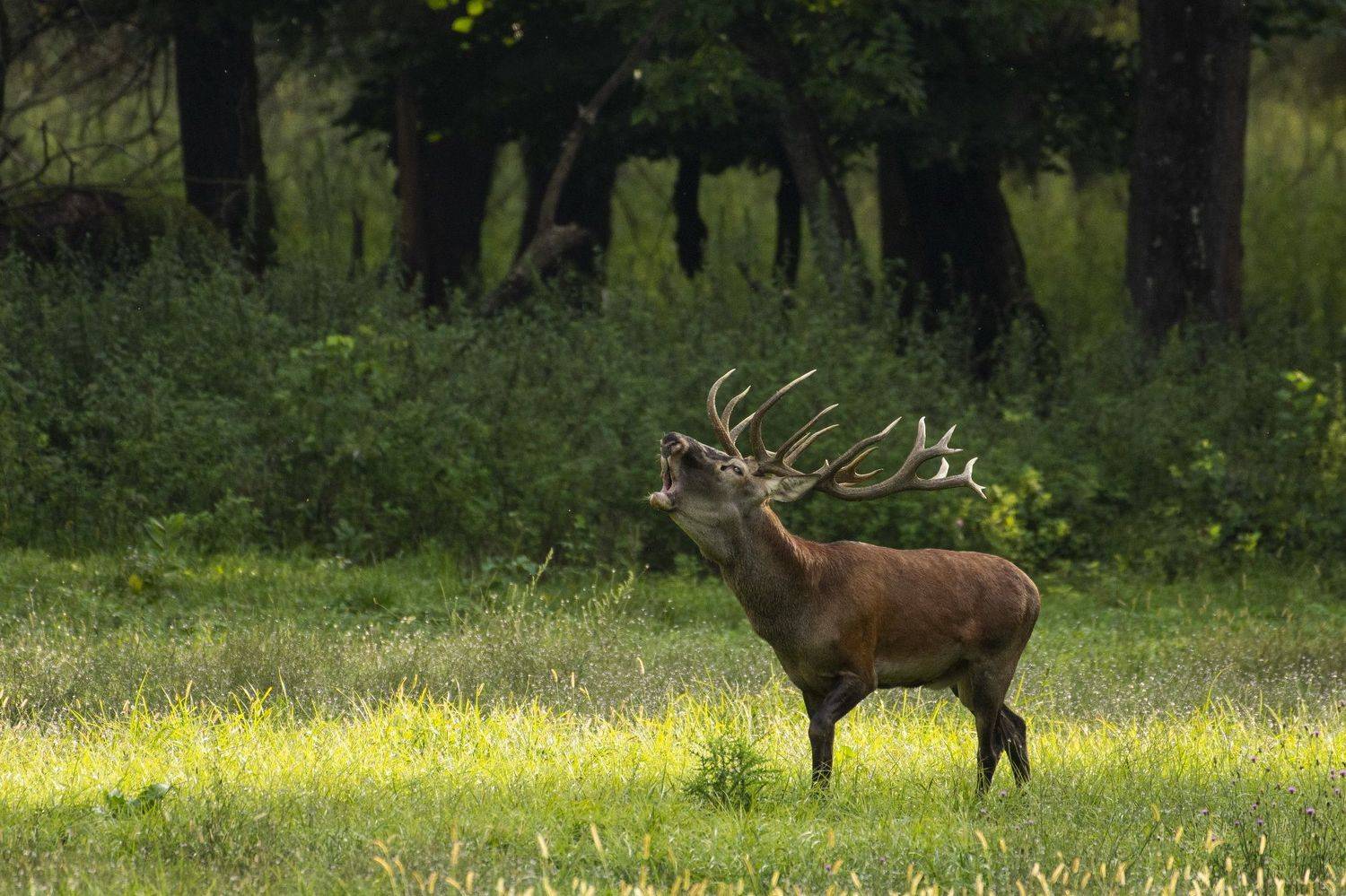Автор: Predrag Kostin , Predrag Kostin