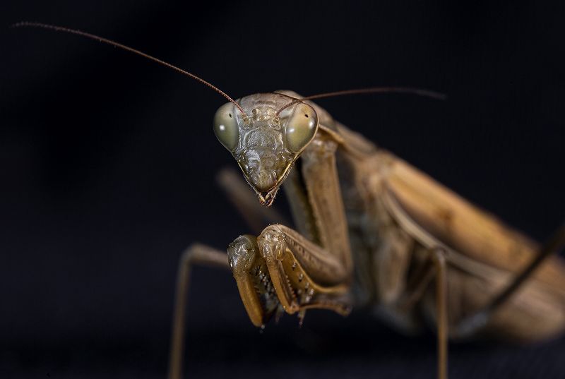 Богомол Богомолphoto preview