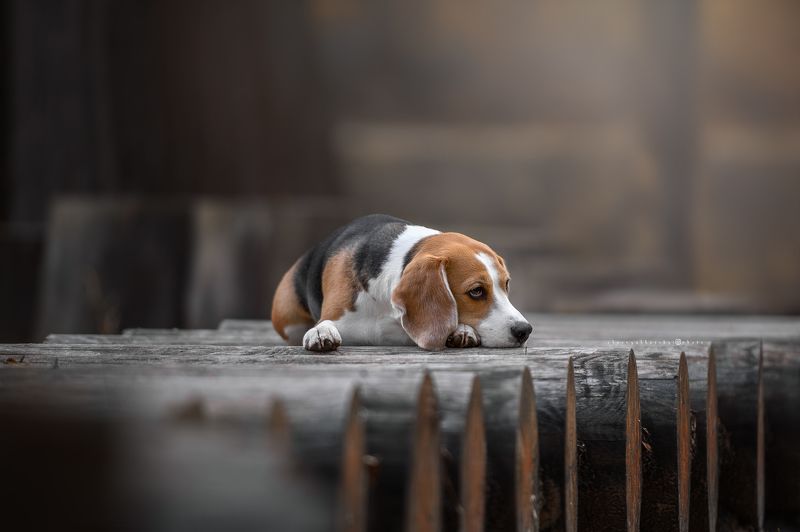 собаки photo preview