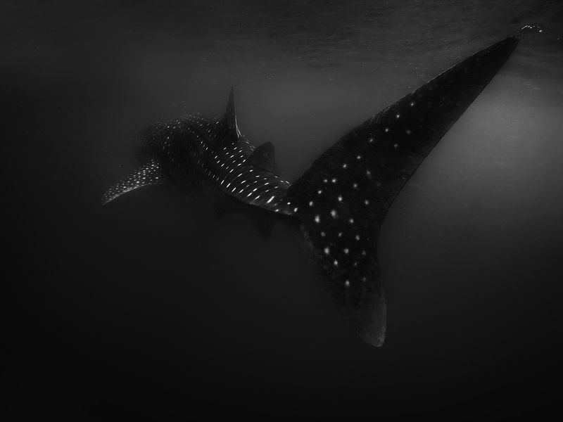 shark Sentient Giantphoto preview