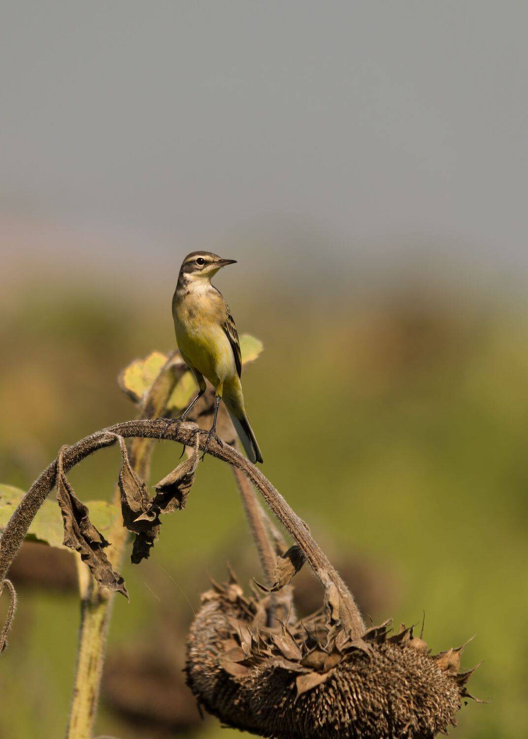 Утро на подсолнечном поле. Автор: Алексей Рыльский жёлтая трясогу́зка,, Алексей Рыльский