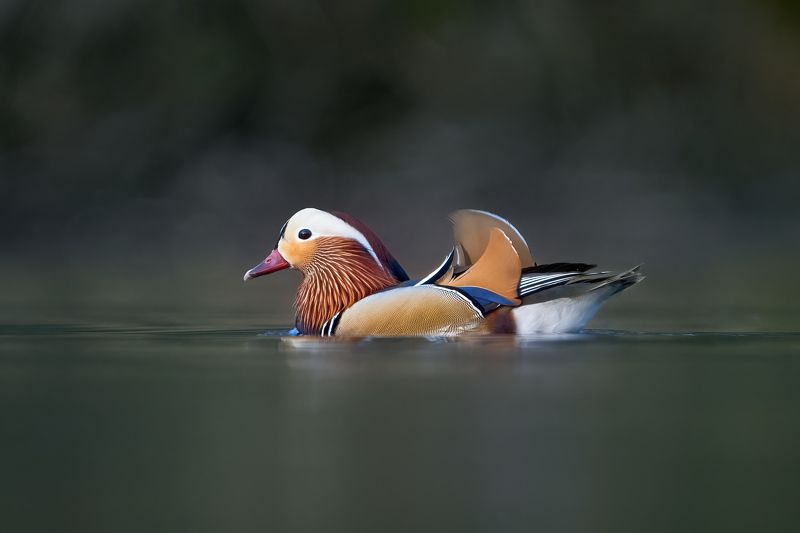утка,мандаринка,duck,mandarin duck,Aix galericulata, Мандаринка фото превью