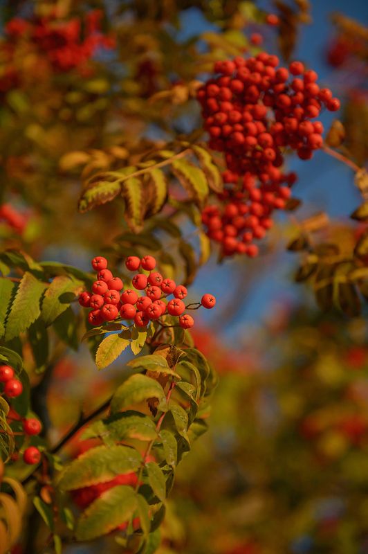 Рябина краснаяphoto preview