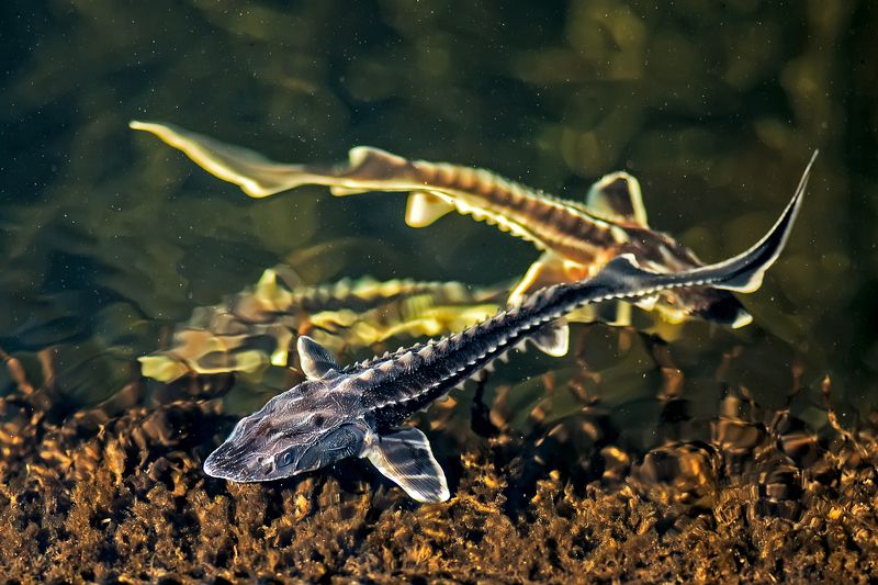 осетр, русский, малек, разведение, выращивание, рыбозавод, ферма, рыбоферма, питомник, популяция, разведение, сохранение, красная книга, рыба, россия, живой, подводный, три, плавать, дно, трое Три осетренкаphoto preview