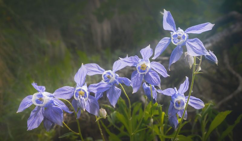 аквилегия олимпийская, кавказ, архыз Аквилегия олимпийскаяphoto preview