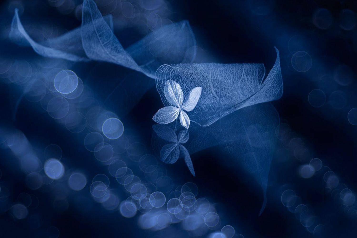 Through the vortex. Автор: Игорь Копцев still life, close-up, Игорь Копцев