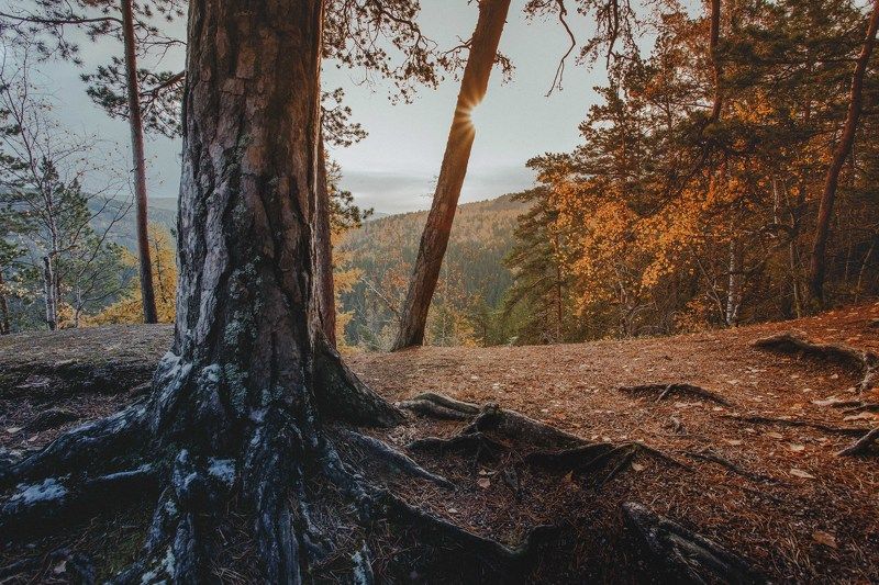 столбы, красноярск, лес, природа, осень Столбы. Осеньphoto preview