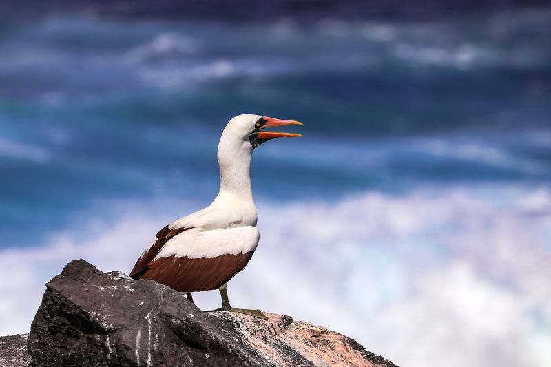 Nazca Booby фото превью