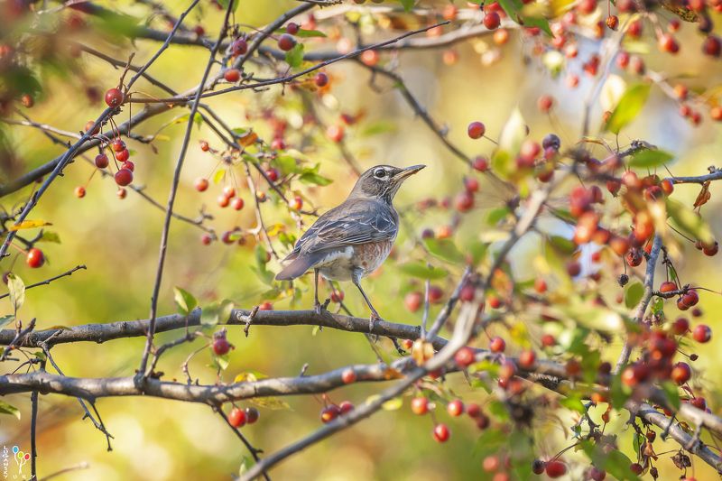 Robin Octoberphoto preview
