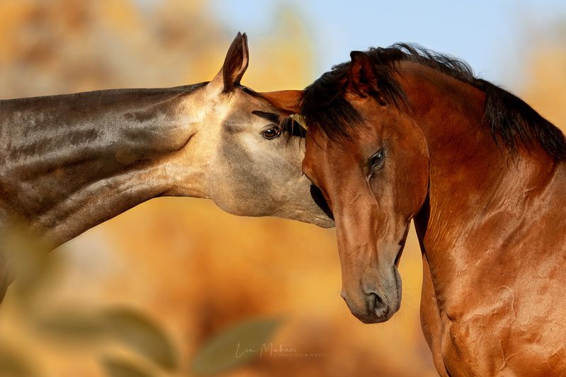 Лошадь, лошади, осень, horse, horses, autumn Я расскажу тебе секретphoto preview