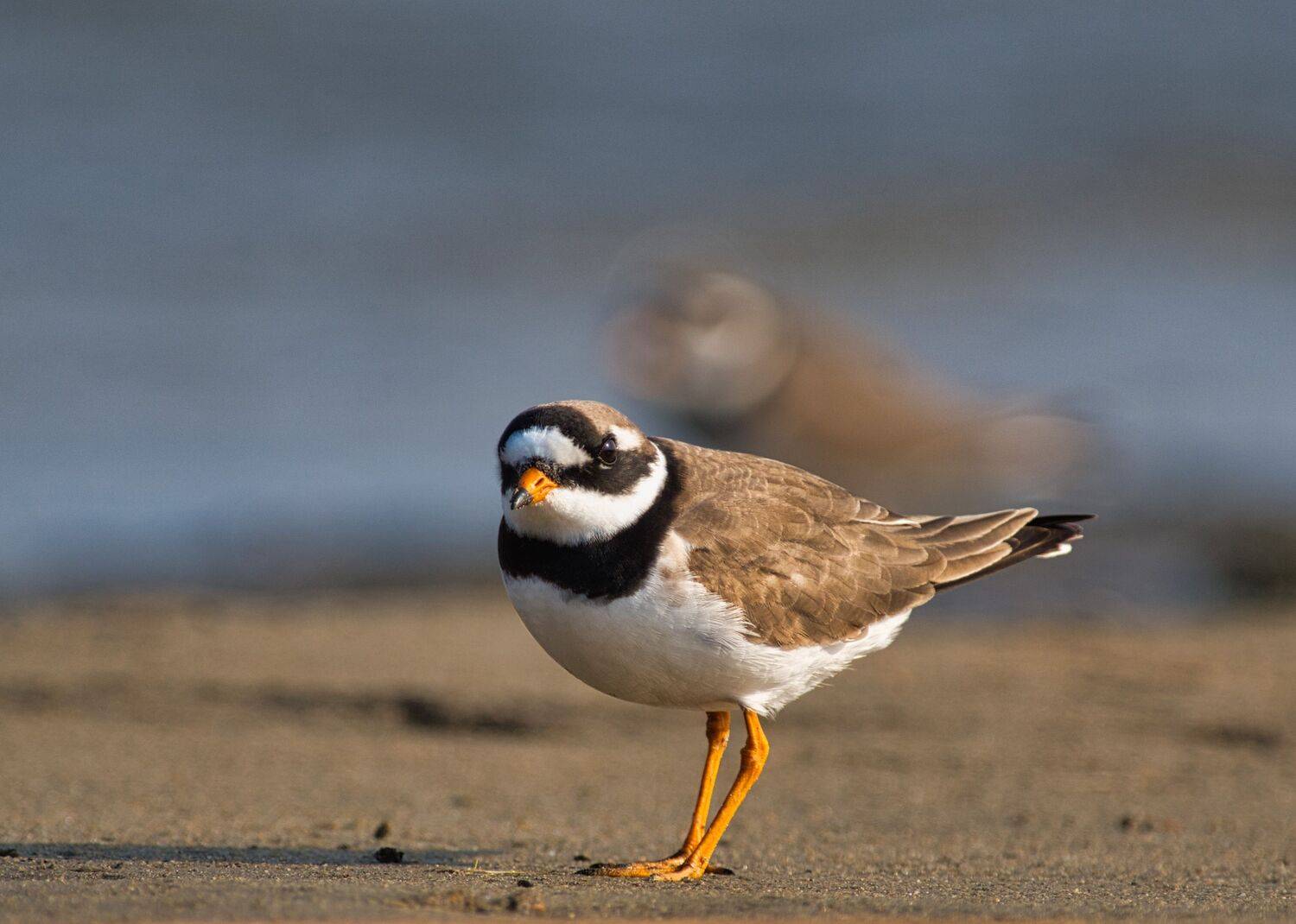 Галстучник. Автор: Большаков Алексей , Большаков Алексей