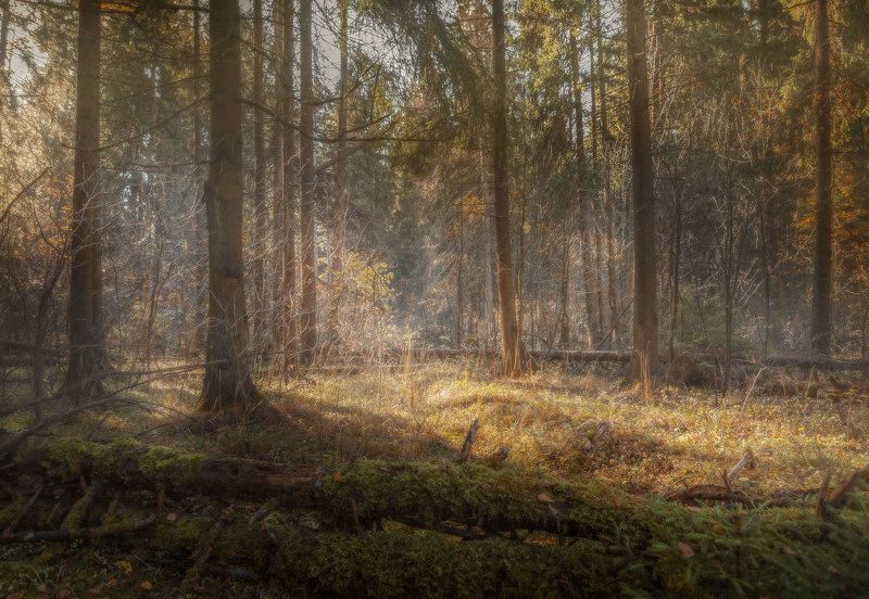 осень, утро, лес, свет photo preview