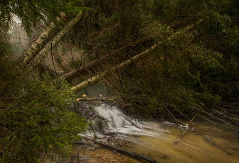 ручей, лес, водопад, осень photo preview