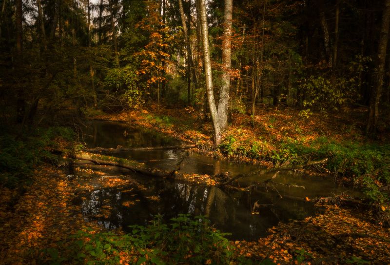 осень, ручей, лес, свет photo preview