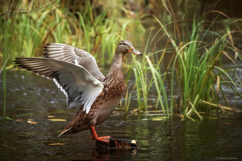 утка, кряква, пруд, осенний пейзаж, водоем, лес Крякваphoto preview