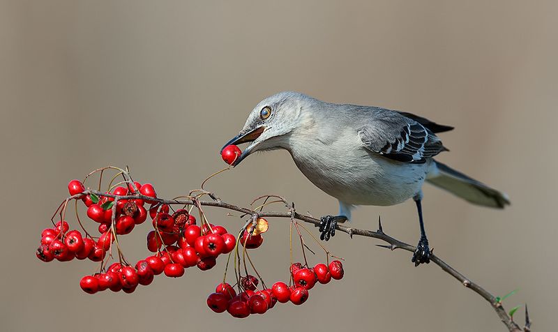 northern mockingbird, многоголосый пересмешник, пересмешник, mockingbird Northern Mockingbird - Многоголосый пересмешникphoto preview