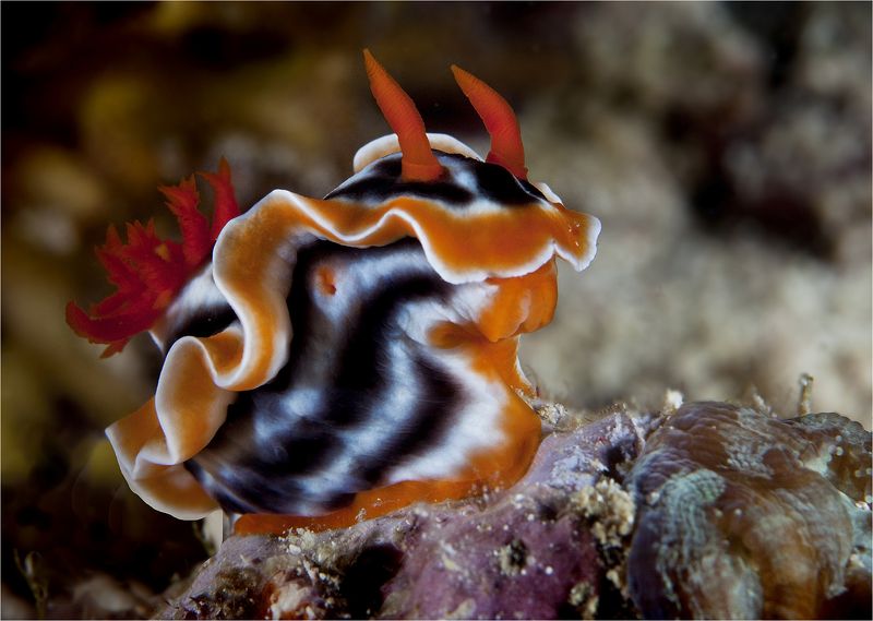 филиппины, голожабер, подводная сьемка, макро, дайвинг, океан, минданао осенний прикид фото превью