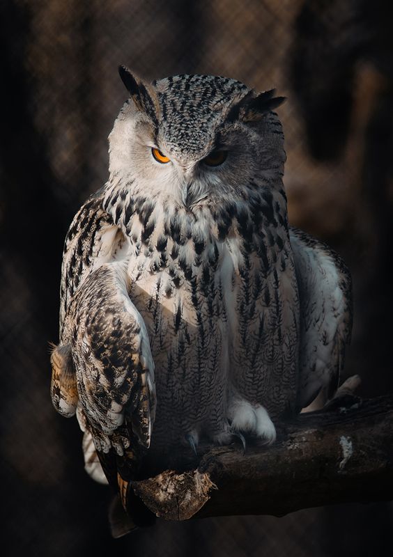 Филинphoto preview