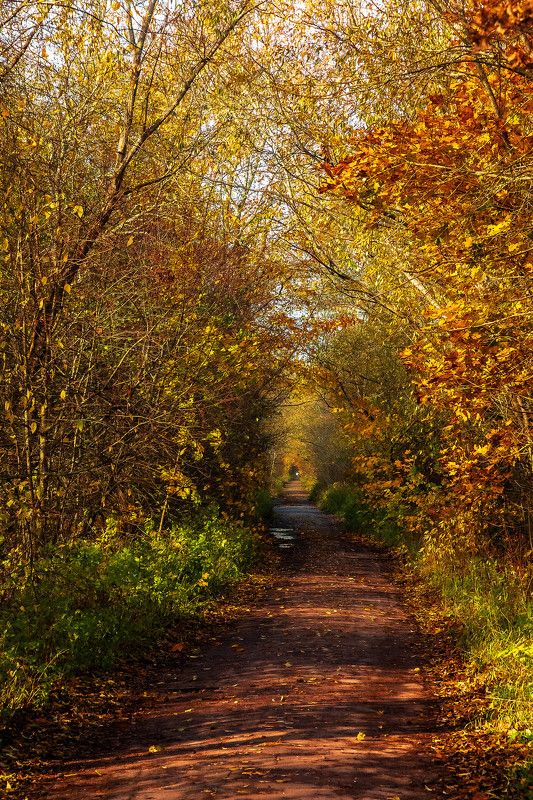 осень, пейзаж, день, природа Осень в Кронштадтеphoto preview