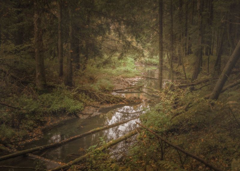 осень, ручей, лес, свет, дождь photo preview
