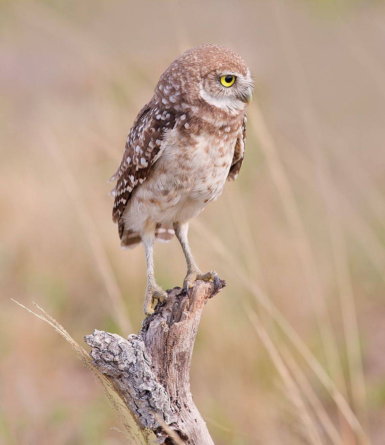 owl, burrowing owl,сыч, флорида,florida, хищные птицы, Etkind Elizabeth