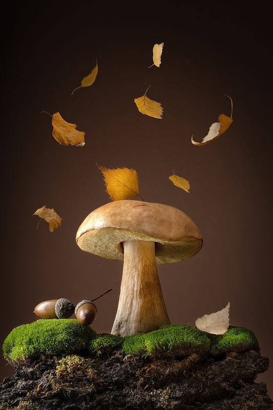 гриб, боровик, флора, октябрь, листопад Белый грибphoto preview