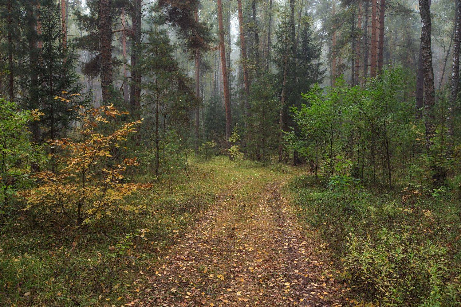 2022, россия, калужская область, осень, лес, туман, деревья, листья, тропинка, трава, Денис Лукьяненко