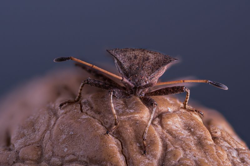 Солдатphoto preview