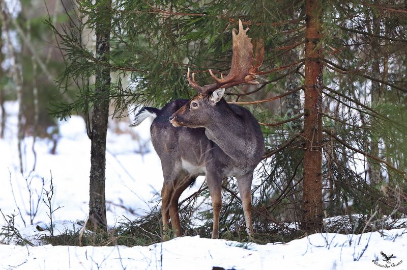 Ланьphoto preview