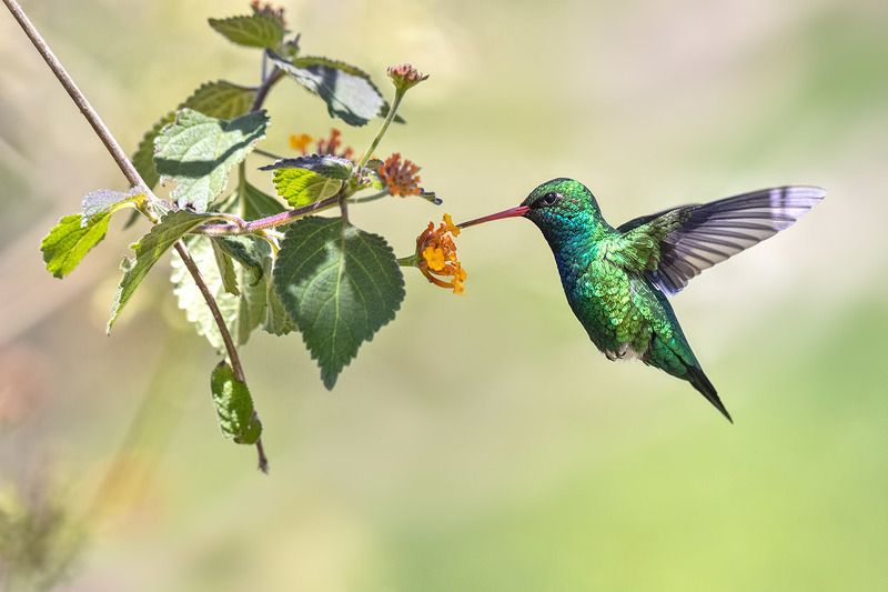 птицы, уругвай ***photo preview