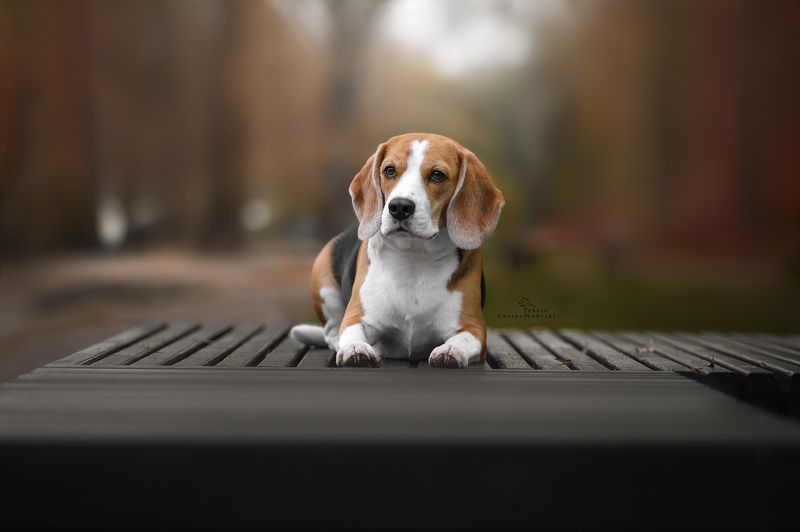 животные семейное фото фотопрогулка фото с собакой photo preview