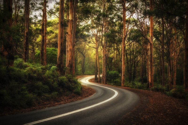 forest Passing Throughphoto preview