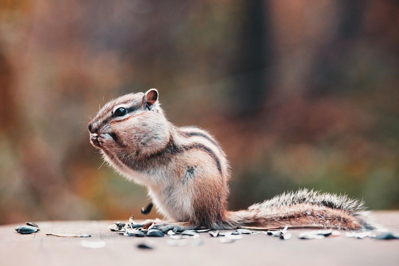 бурундук природа осень животные Бурундукphoto preview