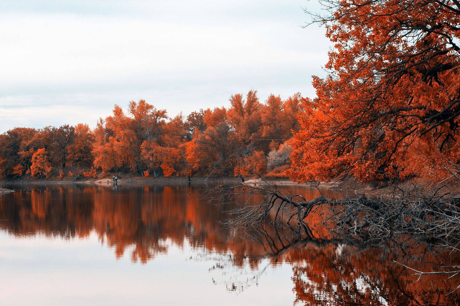 All red. Автор: Сторчилов Павел volga, wildlife, red, volgograd, russia, , Сторчилов Павел