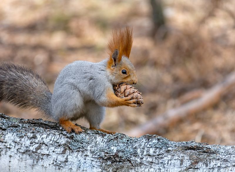 белка, лес, шишка, шишка велика..photo preview