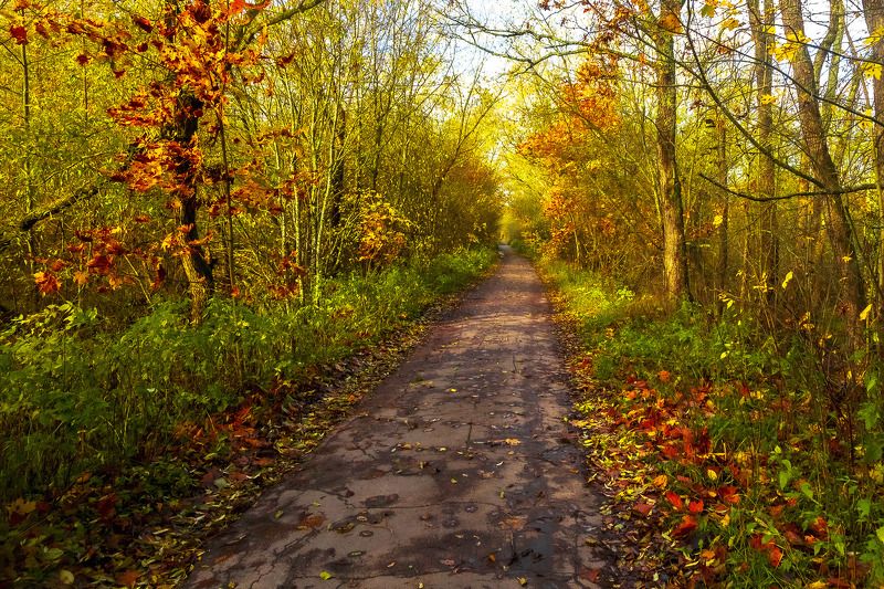 пейзаж, осень, заказник, природа, день Западный Котлинphoto preview