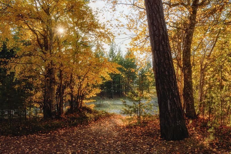 Заглянула осень в лесphoto preview