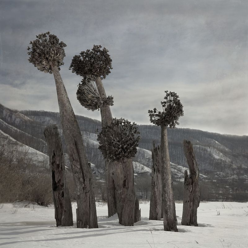 сюрреализм зимаphoto preview